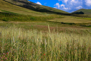 Norcia (PG), Italy - May 25, 2015: The fields around Castelluccio di Norcia, Highland of...