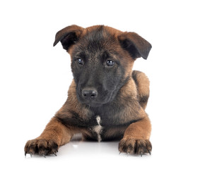 puppy malinois in studio