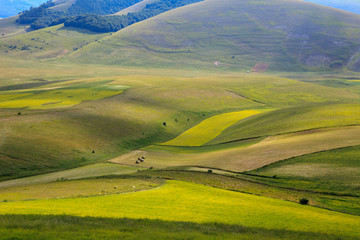 Norcia (PG), Italy - May 25, 2015: The famous spring flowering in the fields around Castelluccio di Norcia, Highland of Castelluccio di Norcia, Norcia, Umbria, Italy, Europe