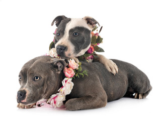 staffordshire bull terriers