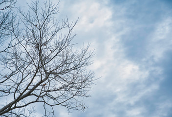 Fototapeta na wymiar Twigs on a blue background