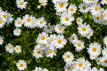 Daisies in the meadow, top view