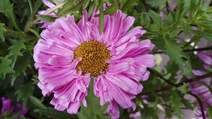 pink color aster flower