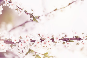 Selective focus of Beautiful cherry blossom