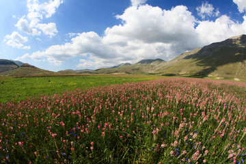 Norcia (PG), Italy - May 25, 2015: The famous spring flowering in the fields around Castelluccio di Norcia, Highland of Castelluccio di Norcia, Norcia, Umbria, Italy, Europe