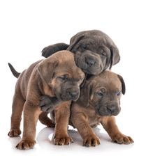 puppies cane corso