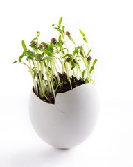 Coriander sprouts in egg shell on white background. Easter decoration. Gardening concept. Concept of beginning of life.