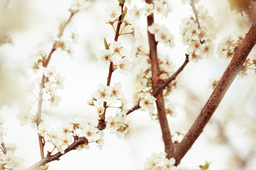 Selective focus of Beautiful cherry blossom