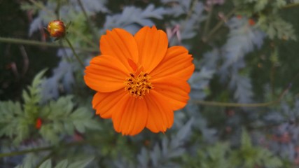 small cosmos flower in garden