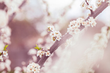 Selective focus of Beautiful cherry blossom