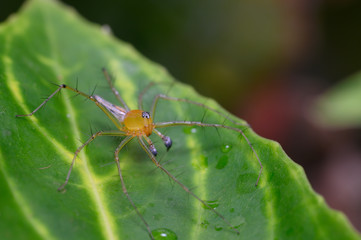 A spider on a green leaf