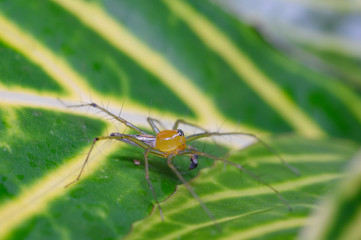 A spider on a green leaf