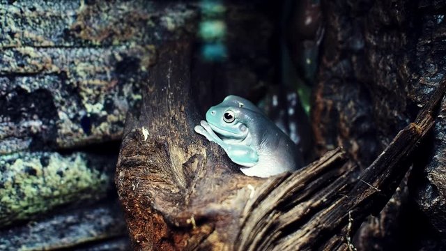 White frog. Also known as the squat frog and the Australian green tree frog Litoria caerulea, sitting on a piece of wood