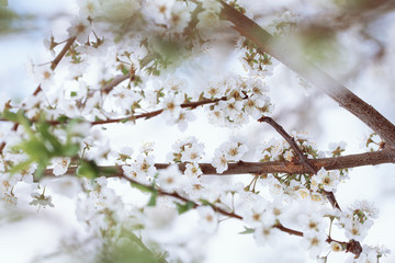 Selective focus of Beautiful cherry blossom