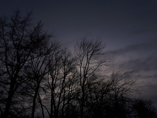 Fototapeta premium Trees against the sky - Bodø 