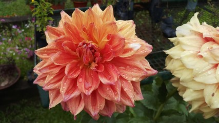 orange color dahlia flower in garden