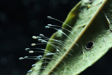 Close up image of growing mold spores or fungus spores on a dried leaf on black background.