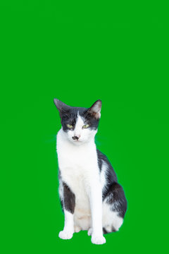 The Cat On The Green Screen