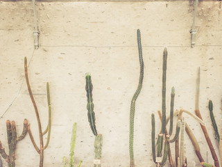 Cactus devant un mur