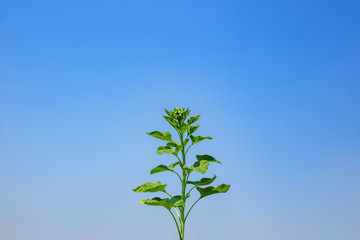 Green sunflower buds with green leaves isolated on white background.