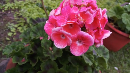 pink flower in garden