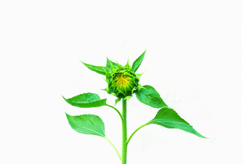 Green sunflower buds with green leaves isolated on white background.