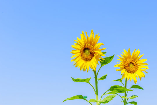 Sunflower On Blue Sky Background