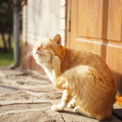 Red cat paw scratches behind the ear. Fleas and ticks in domestic animals.
