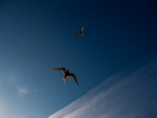  sea swallow against blue sky