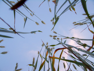 Abstract grass