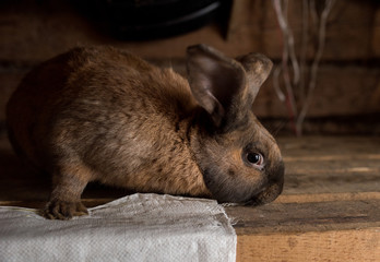 brown rabbit