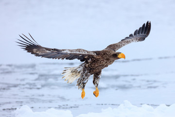 Steller's sea eagle flying over ice floe