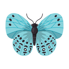 Butterfly vector icon.Cartoon vector icon isolated on white background butterfly .
