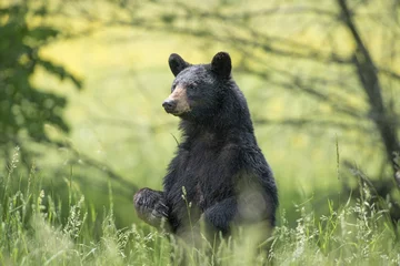 Schilderijen op glas Black bear sitting on the ground surrounded by greenery in a forest with a blurry background © Daniel L Friend/Wirestock