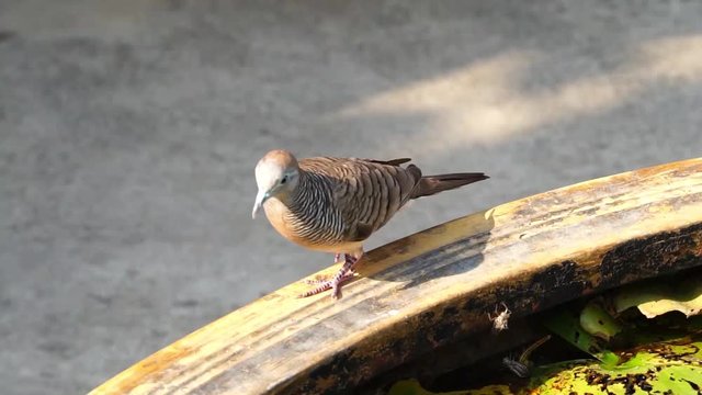 A dove bird walking on the edge of the basin. And wings gone.