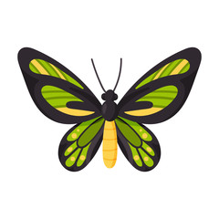 Butterfly vector icon.Cartoon vector icon isolated on white background butterfly .