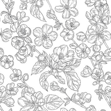 Seamless pattern with blooming branches of quince and apple tree on white. Floral vector background. © maritime_m