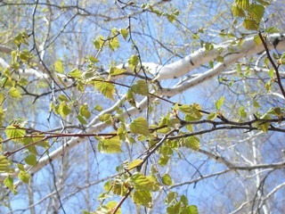 Blossoming Russian tree in spring