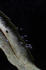 Close up image of growing mold spores or fungus spores on a dried leaf on black background.