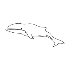 Whale humpback vector icon.Outline vector icon isolated on white background whale humpback .