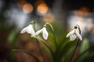 The first snowdrops close-up. Spring Flower. Beautiful blurred background for screensaver