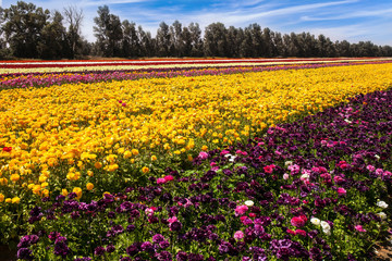 Walk in southern Israel
