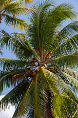 coconut palm tree