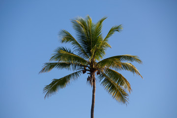 Fototapeta na wymiar coconut palmtree against bly sky