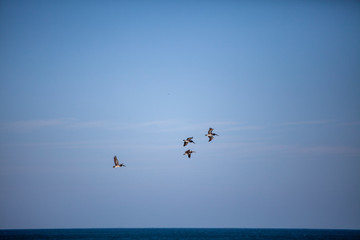 Pelican birds flying in front of blue sky
