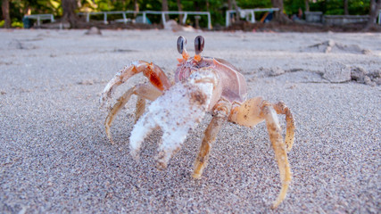 Ghost crab on the beach