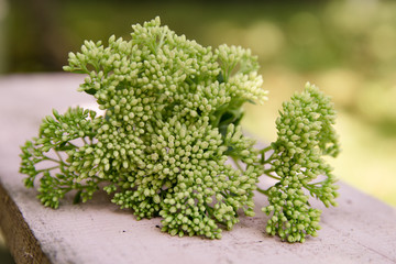 güne pflanze Sedum als close up auf holz