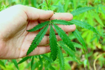 one hand and green sheet of wild marijuana inflorescence. cannabis medicinal wild plants