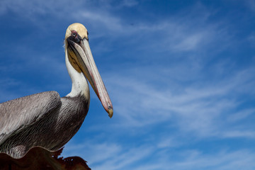 Pelican in Costa Rica