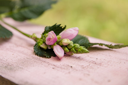 rosane filigrane Blume Cheleone als close up auf Holz